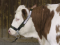 Preview: Kuhhalfter mit Kinnkette