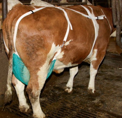 Zitzenschutz mit Nackengurt