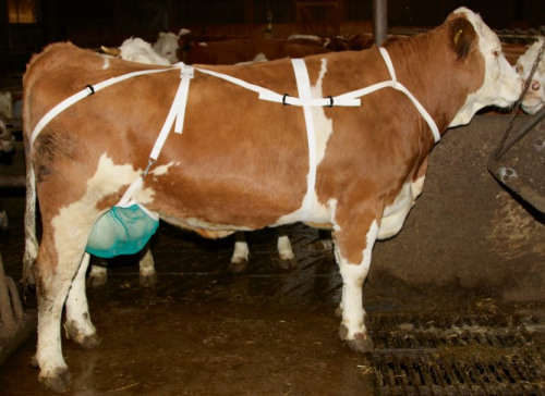 Zitzenschutz mit Nackengurt