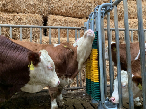Gefederte Bürste mit Schutzrahmen, für Bullen