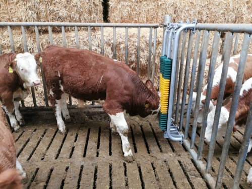 Gefederte Bürste mit Schutzrahmen, für Bullen