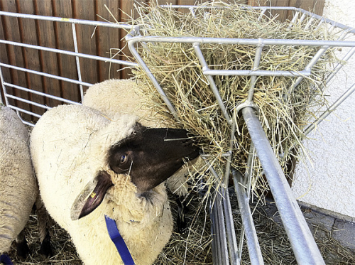 Heuraufe zum Aufstecken