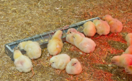 Futtertrog für aus verzinkten Metall für Küken
