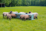 Lämmer-Futterautomat 1,25 m