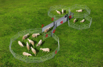 Komplettanlage mit Sortierstand zum Fangen, Behandeln und Sortieren von Schafen